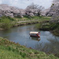 写真: 秋田市太平川の桜その3