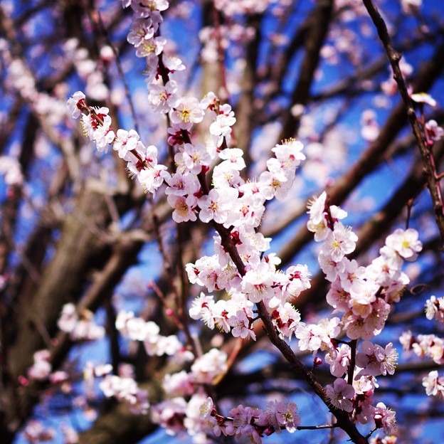写真: 梅の花2014.3 春