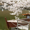 写真: 桜と屋形船