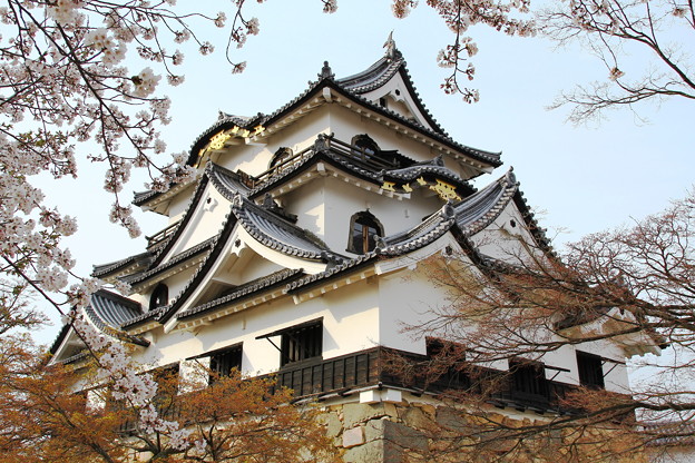 写真: 桜と彦根城
