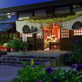 写真: 夜の紫陽花神社(2)