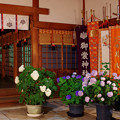 写真: 夜の紫陽花神社(3)
