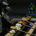写真: 夜の紫陽花神社(4)
