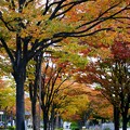 写真: 紅葉の並木道
