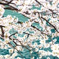 写真: お濠の桜