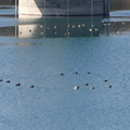 写真: 狭山湖のムーミンの家の水鳥たち