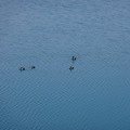 写真: 狭山湖の水鳥