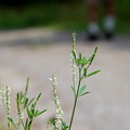 White Sweet Clover and D