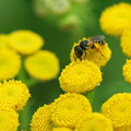 Busy Bee in Tansy 7-22-12