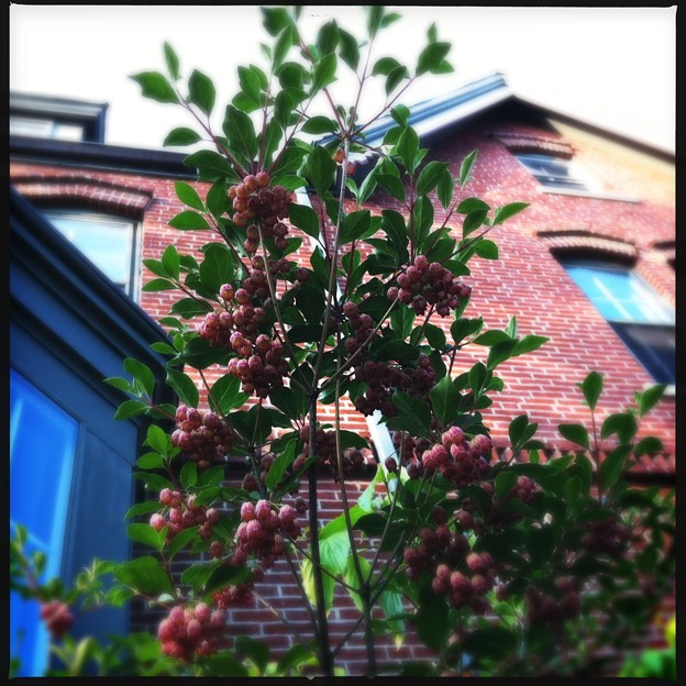 Redvein Enkianthus by the Brick Wall 5-23-12