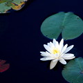 Water Lily 9-1-12