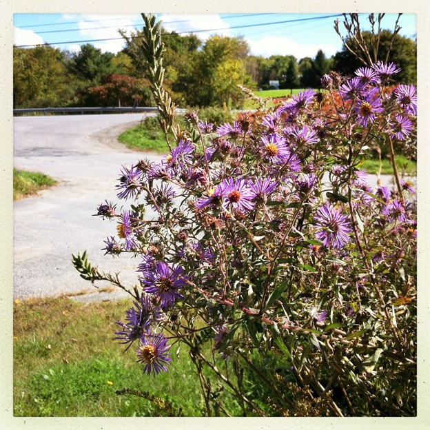 New England Asters in the Parking Lot 9-23-12