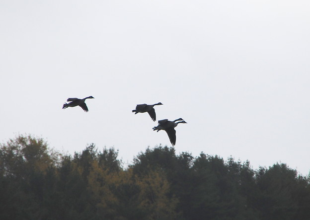 写真: Four Geese 10-15-12