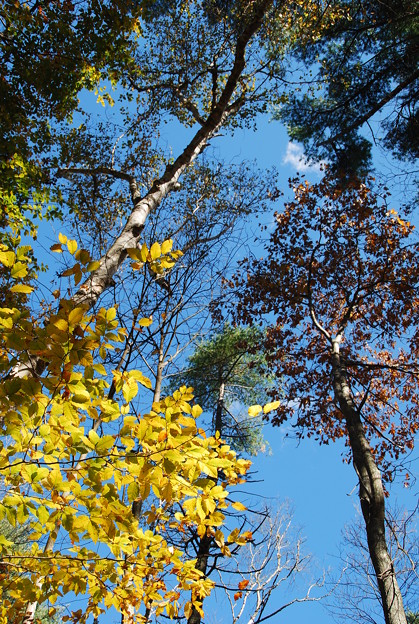 写真: The Beech, the Oak and the Blue Sky
