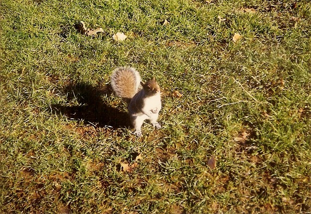 写真: A Squirrel in Strawberry Fields 12-22-1993