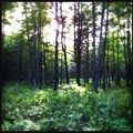 Deep in the Woods 6-10-12