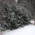 写真: Snowing 12-29-12