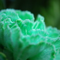 写真: Green Carnation 3-16-13