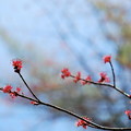 Photos: Male Red Maple Flowers 4-27-13