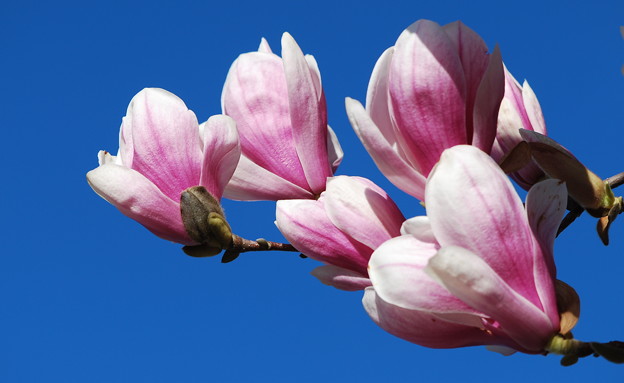 写真: Saucer Magnolia Flowers 5-1-13