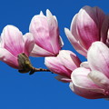写真: Saucer Magnolia Flowers 5-1-13