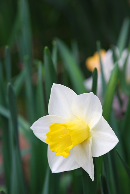 写真: Daffodil 5-8-13