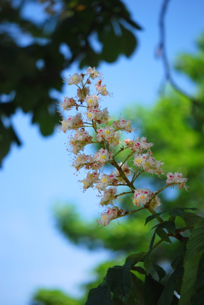 Horse Chestnut in the Sky 6-2-13