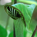 Jack-in-the-Pulpit 6-2-13