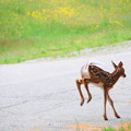 写真: Hopping Bambi 6-16-13