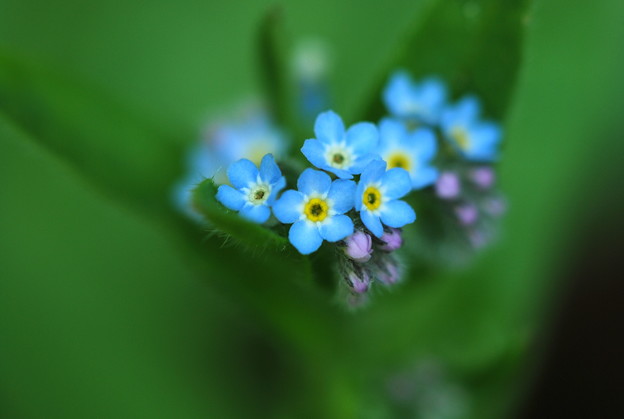 Smaller Forget-me-not 6-3-13