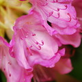 Rhododendron 6-9-13