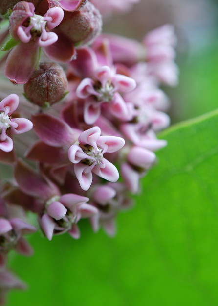 写真: Common Milkweed in Pink