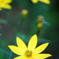 Photos: Coreopsis Flowers 8-1-13
