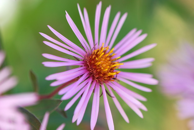 New England Aster in Pink 9-28-13