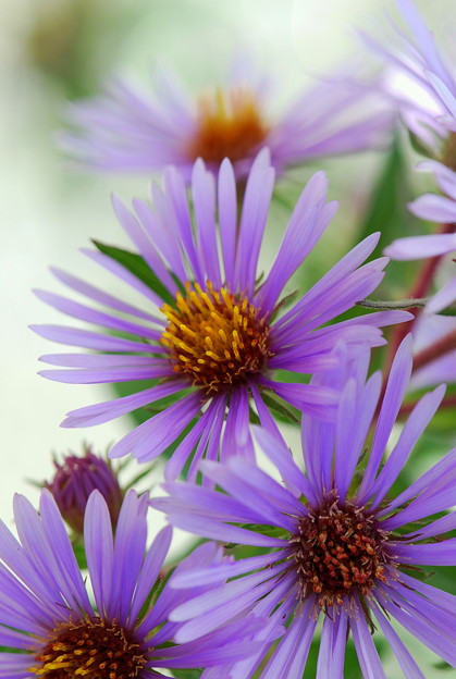 New England Aster 9-28-13