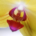 写真: Moth Orchid in Yellow 12-8-13