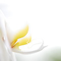 写真: White Moth Orchid 12-8-13