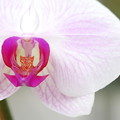 写真: Moth Orchid 12-8-13