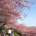 写真: 松田の桜祭り