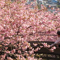 写真: 松田の桜祭り、滑り台