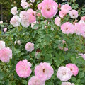 写真: 西宮北山緑化植物園の秋薔薇2012