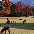 奈良公園〜秋の気配