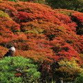 奈良公園〜秋の気配