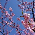写真: 葵桜1
