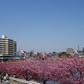 葵桜2