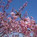 葵桜3