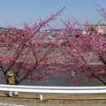 葵桜4
