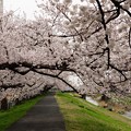 写真: 桜のトンネル1