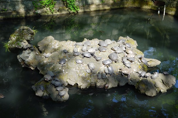 写真: 亀岩の上の亀たち