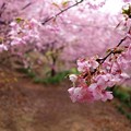 雨に濡れる河津桜